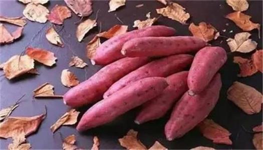 食堂承包：早餐9道地瓜美食做法